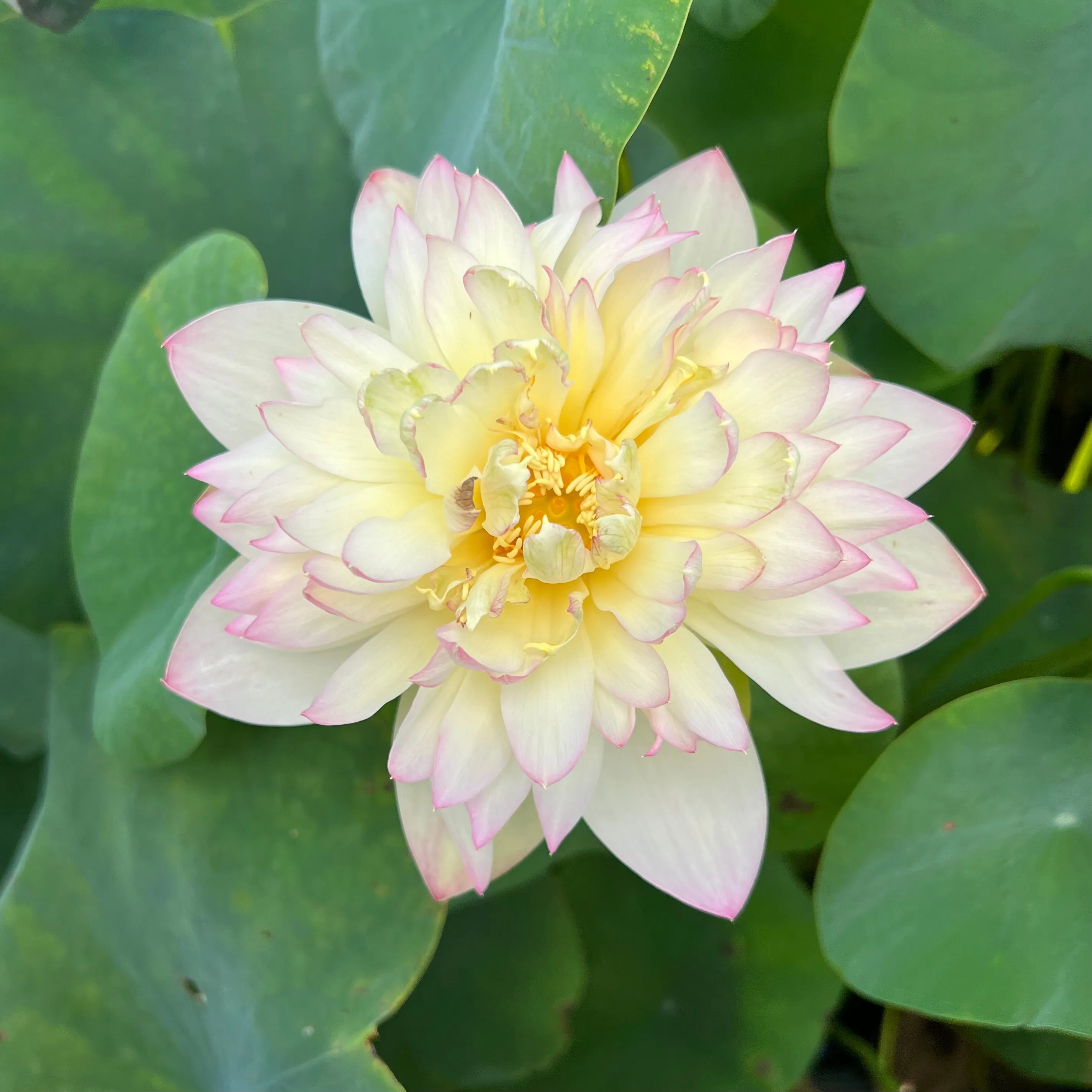 Delicate & Pretty Lotus