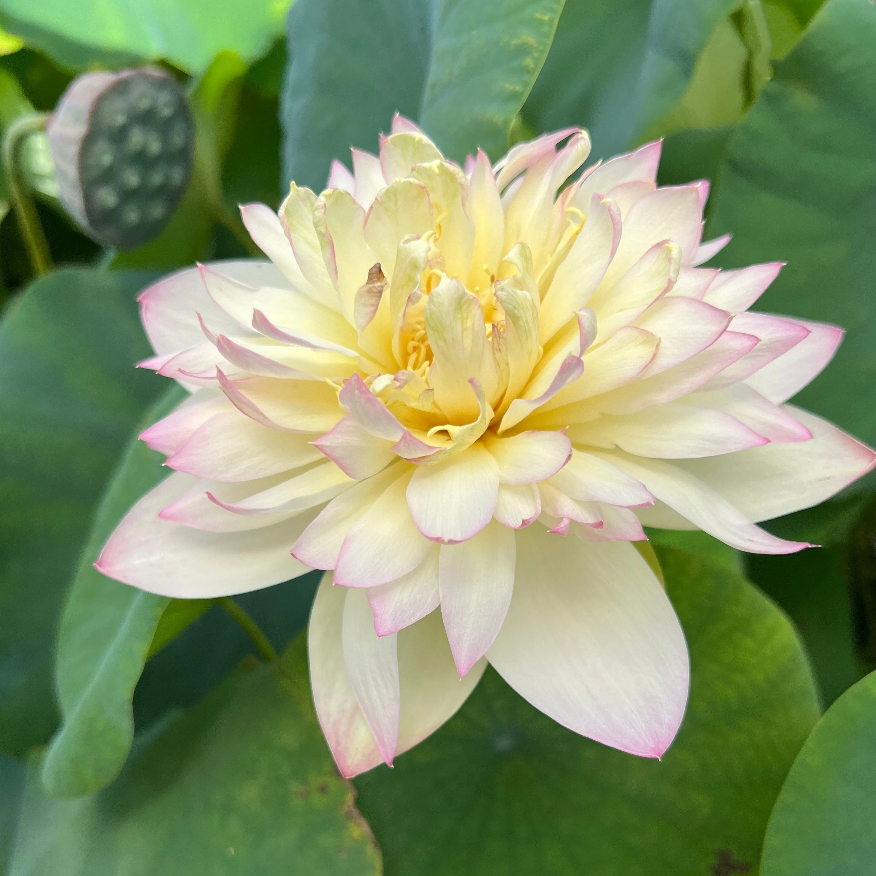 Delicate & Pretty Lotus